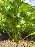 Green celery (Groene selder)