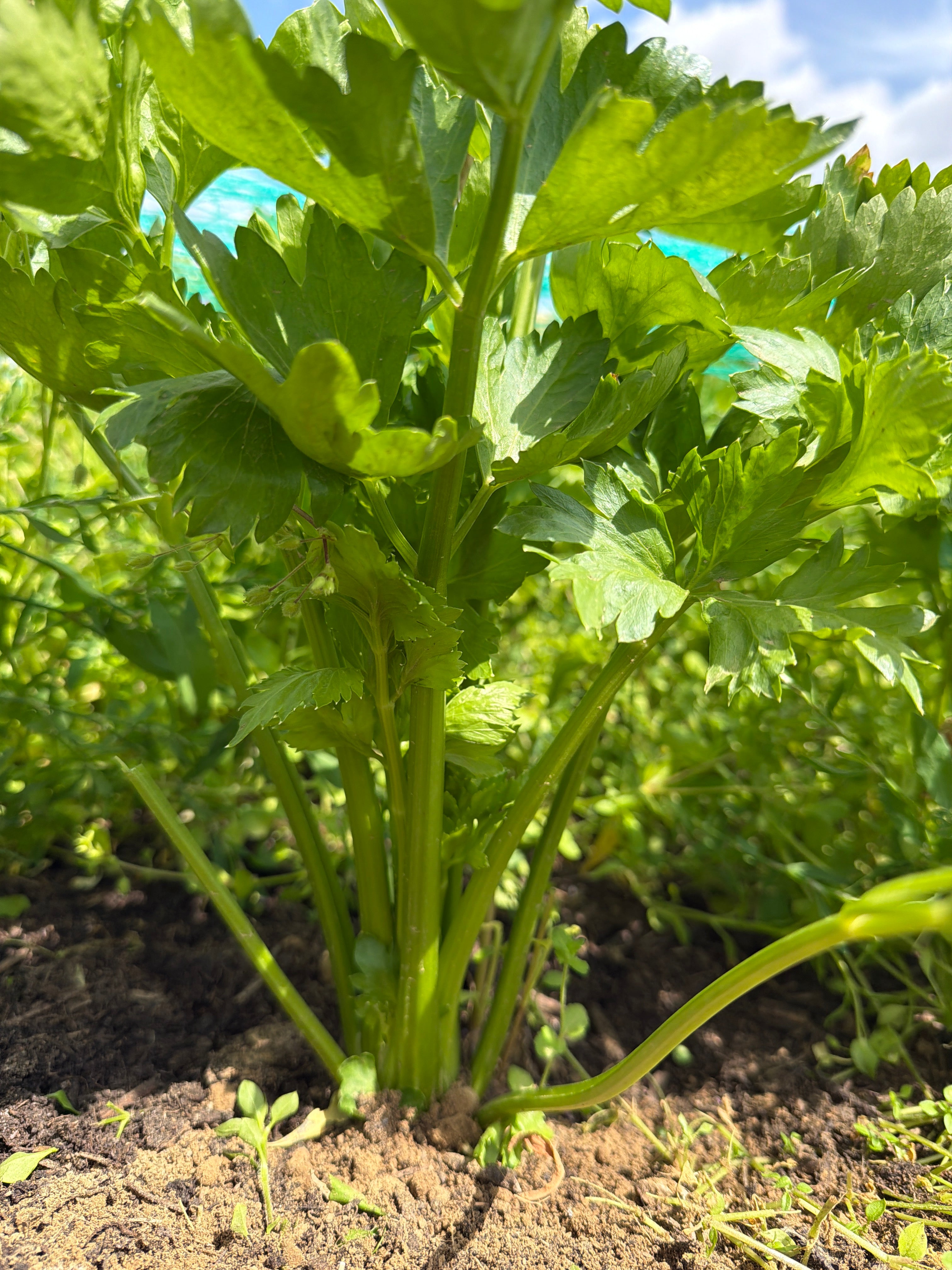 Green celery (Groene selder)