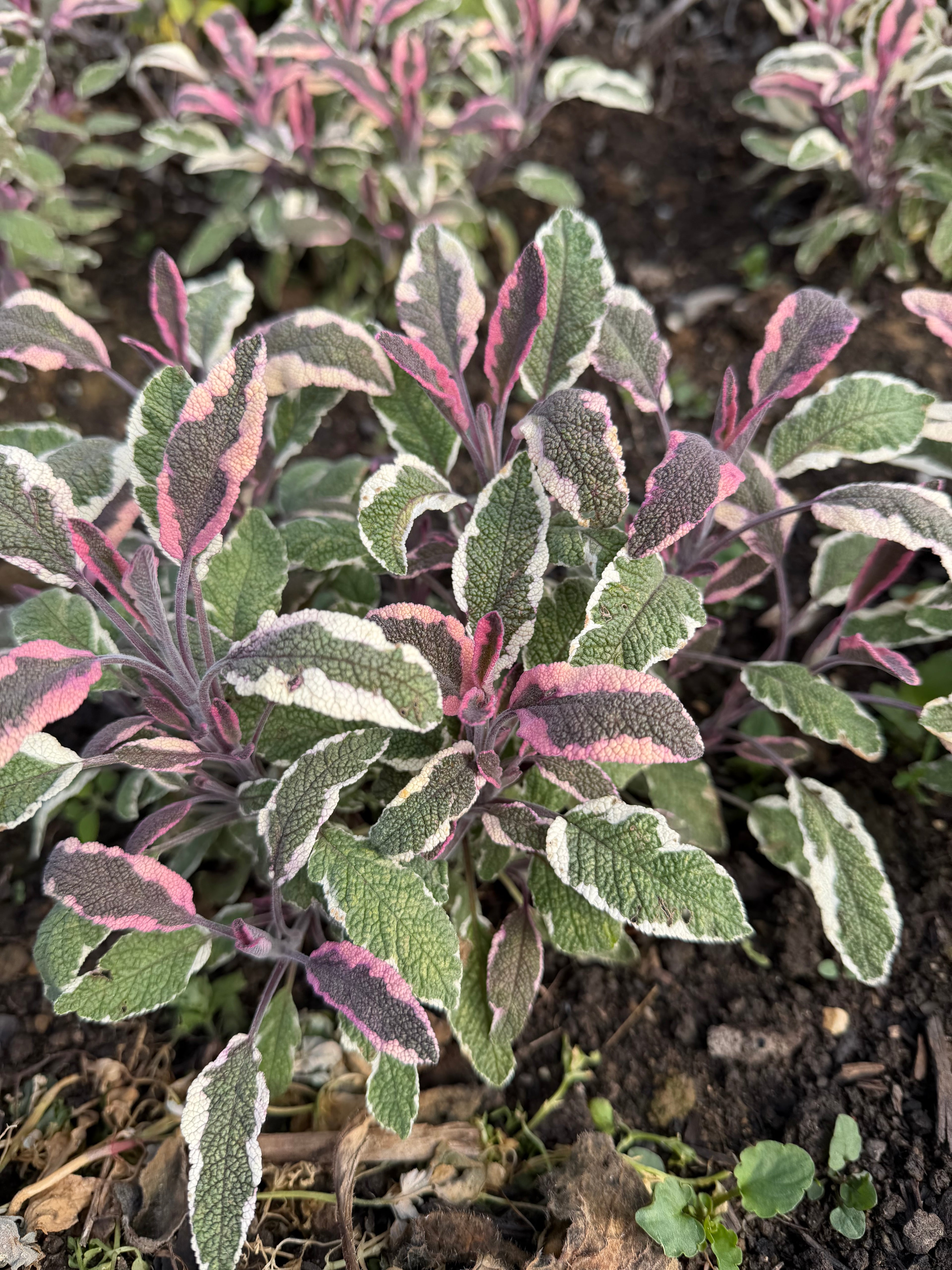 Sage (Salie)