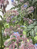 Borage flower (Komkommerkruidbloem)