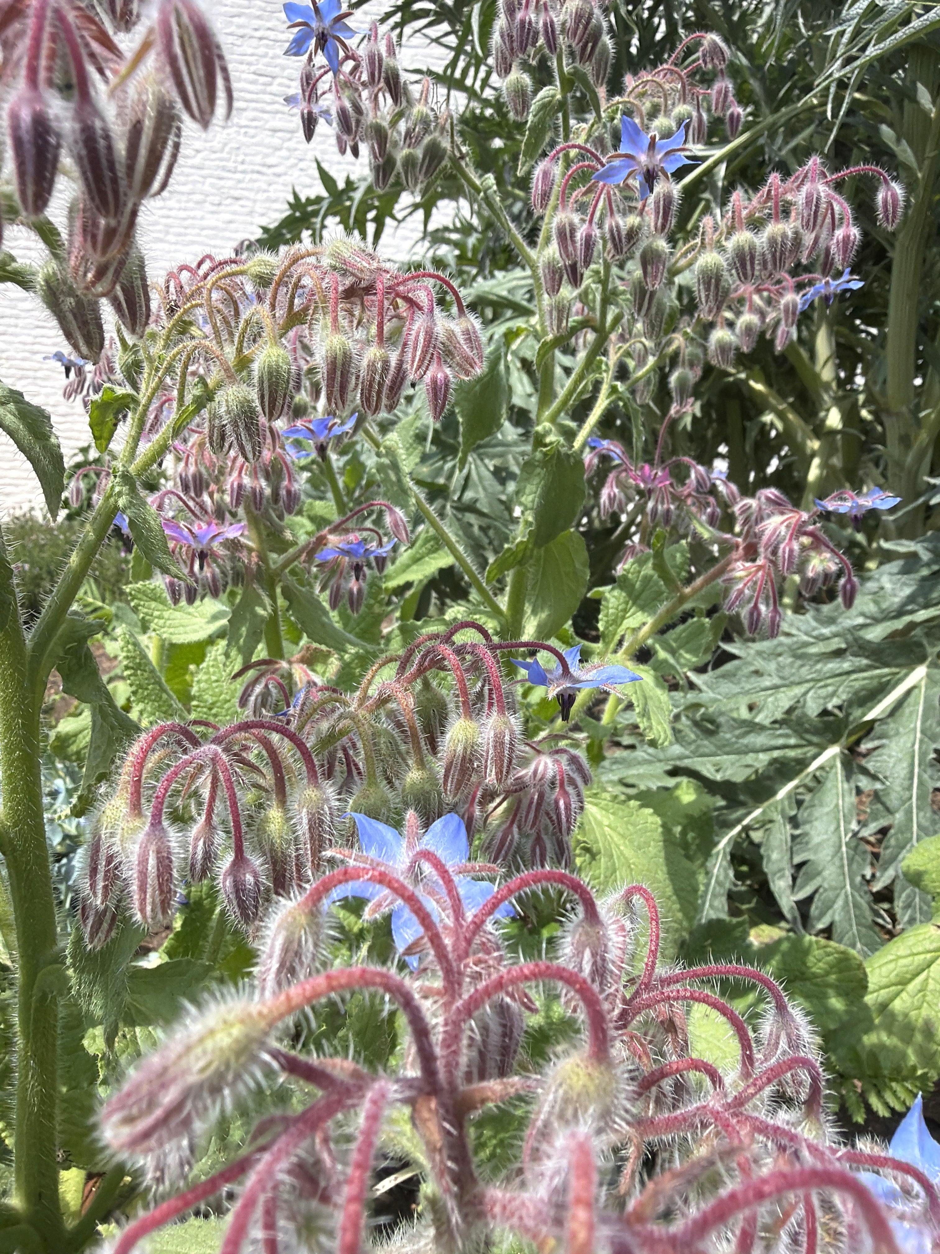 Borage flower (Komkommerkruidbloem)