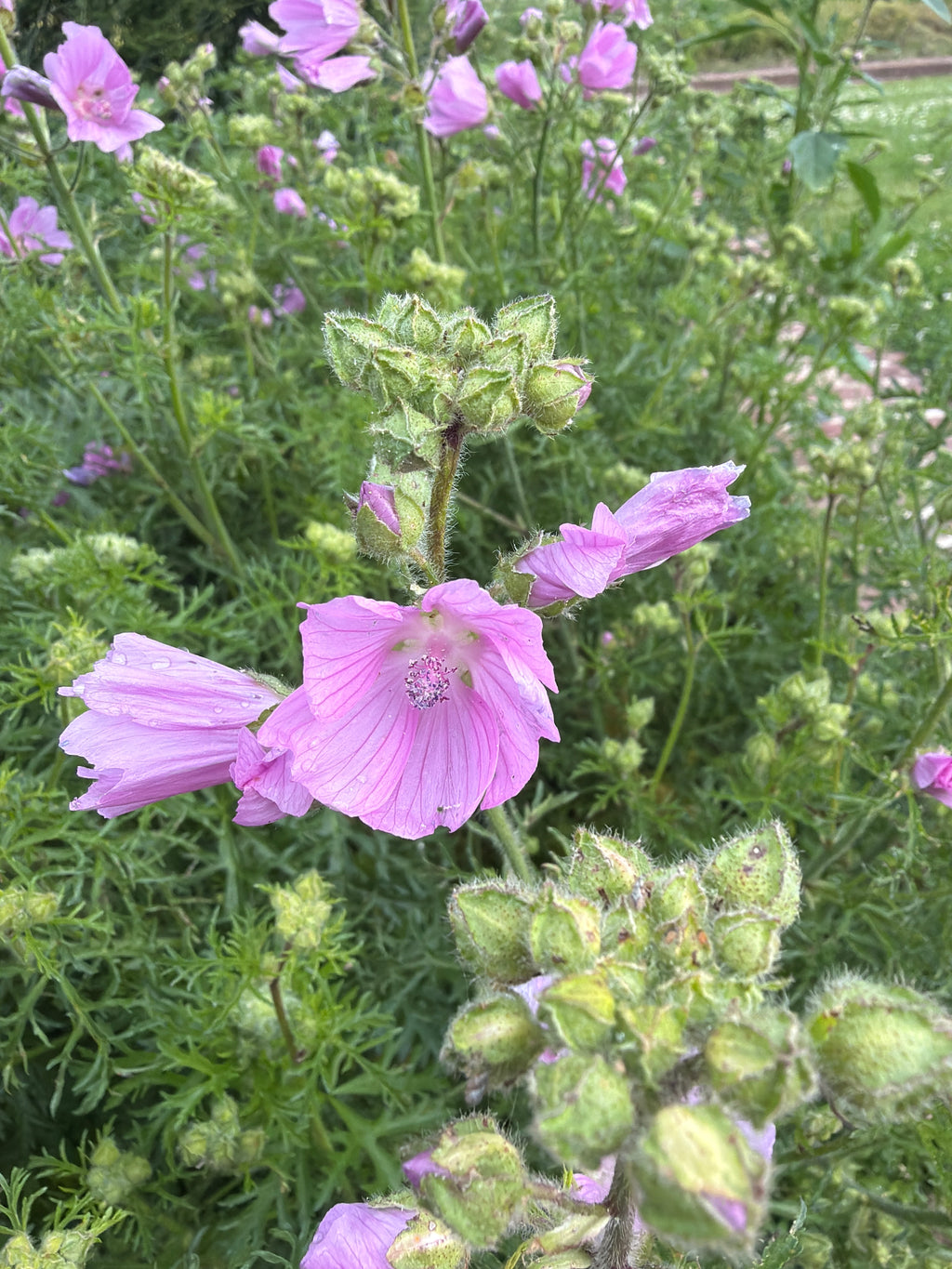 Mallow flowers 
(Kaasjeskruid bloem)