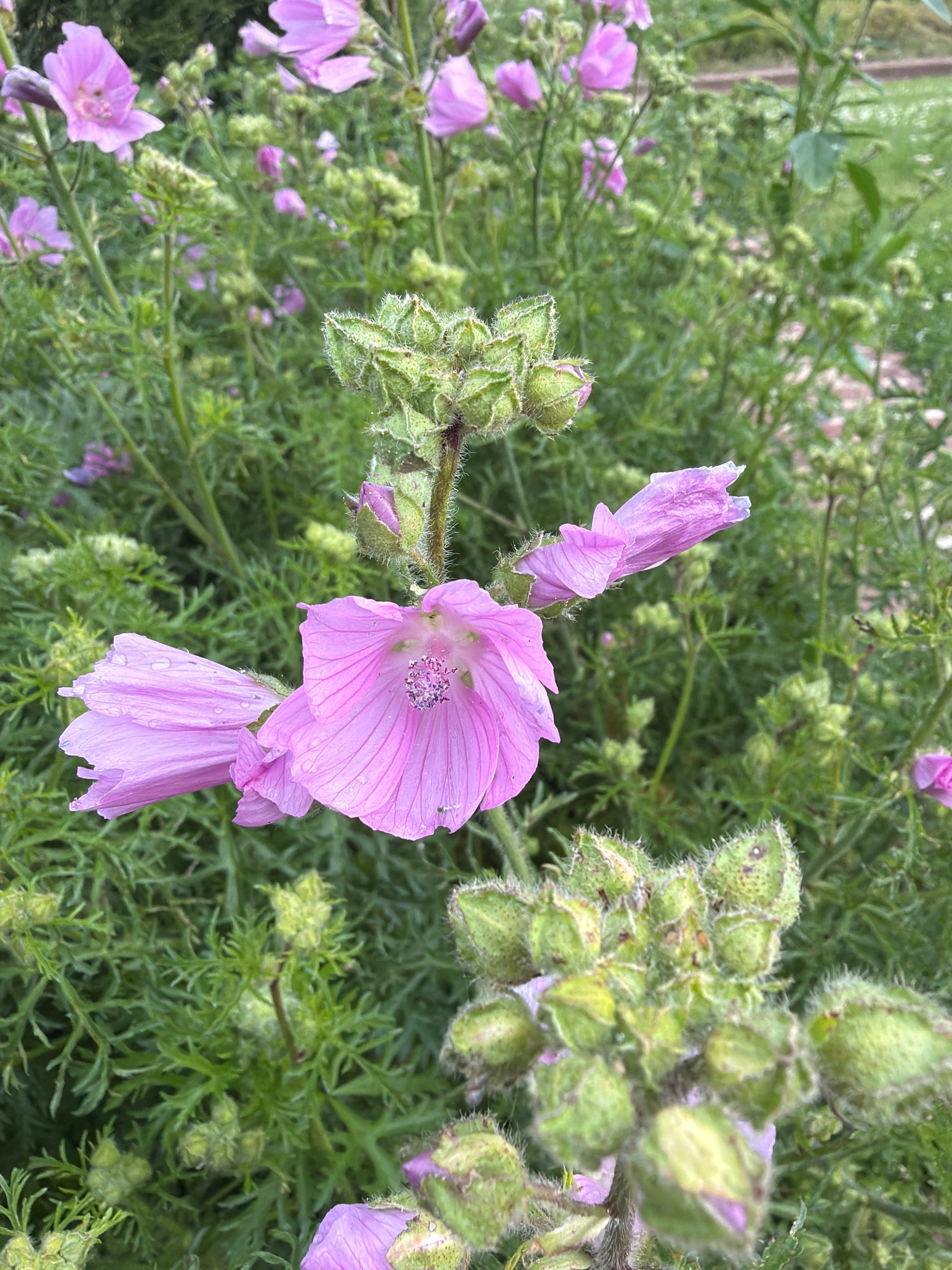 Mallow flowers 
(Kaasjeskruid bloem)