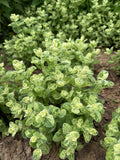 Variegated Apple Mint ( Witte appelmunt)