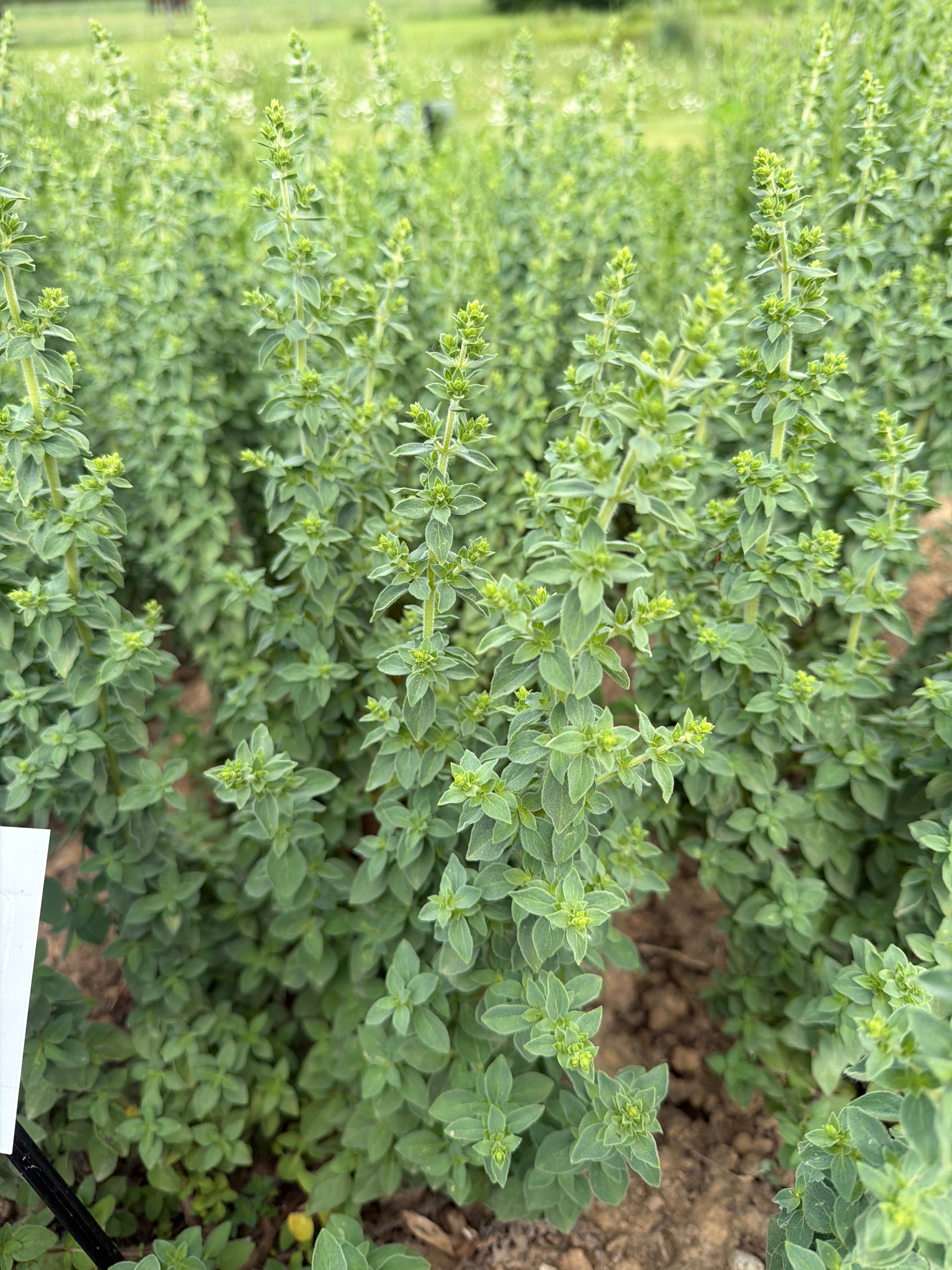 Marjoram “Hot & Spicy” (Marjolein “Hot & Spicy”)