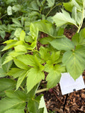 Angelica leaves  (Engelwortel)