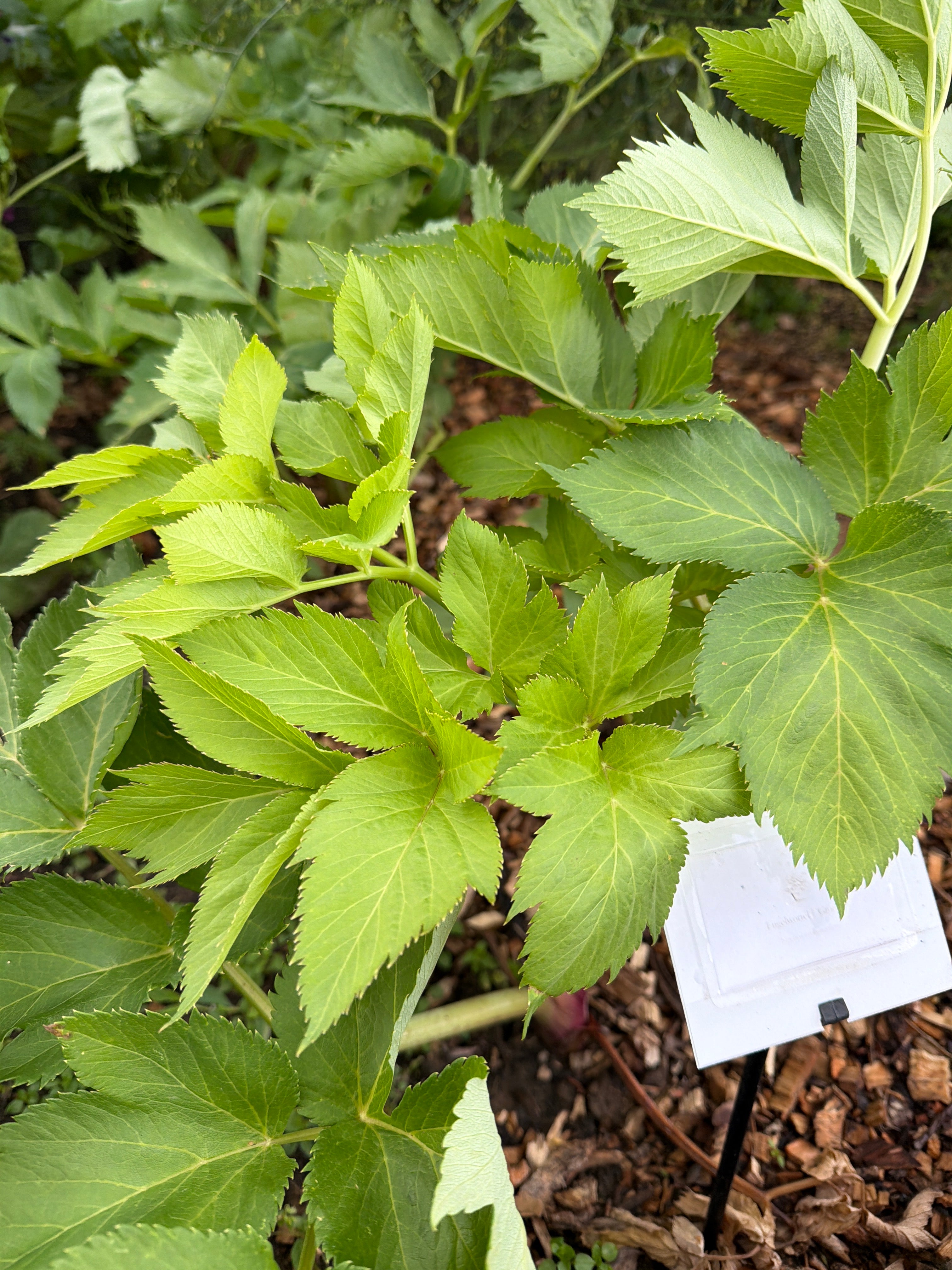 Angelica leaves  (Engelwortel)