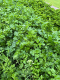 Flat-leaf parsley (Platte peterselie)