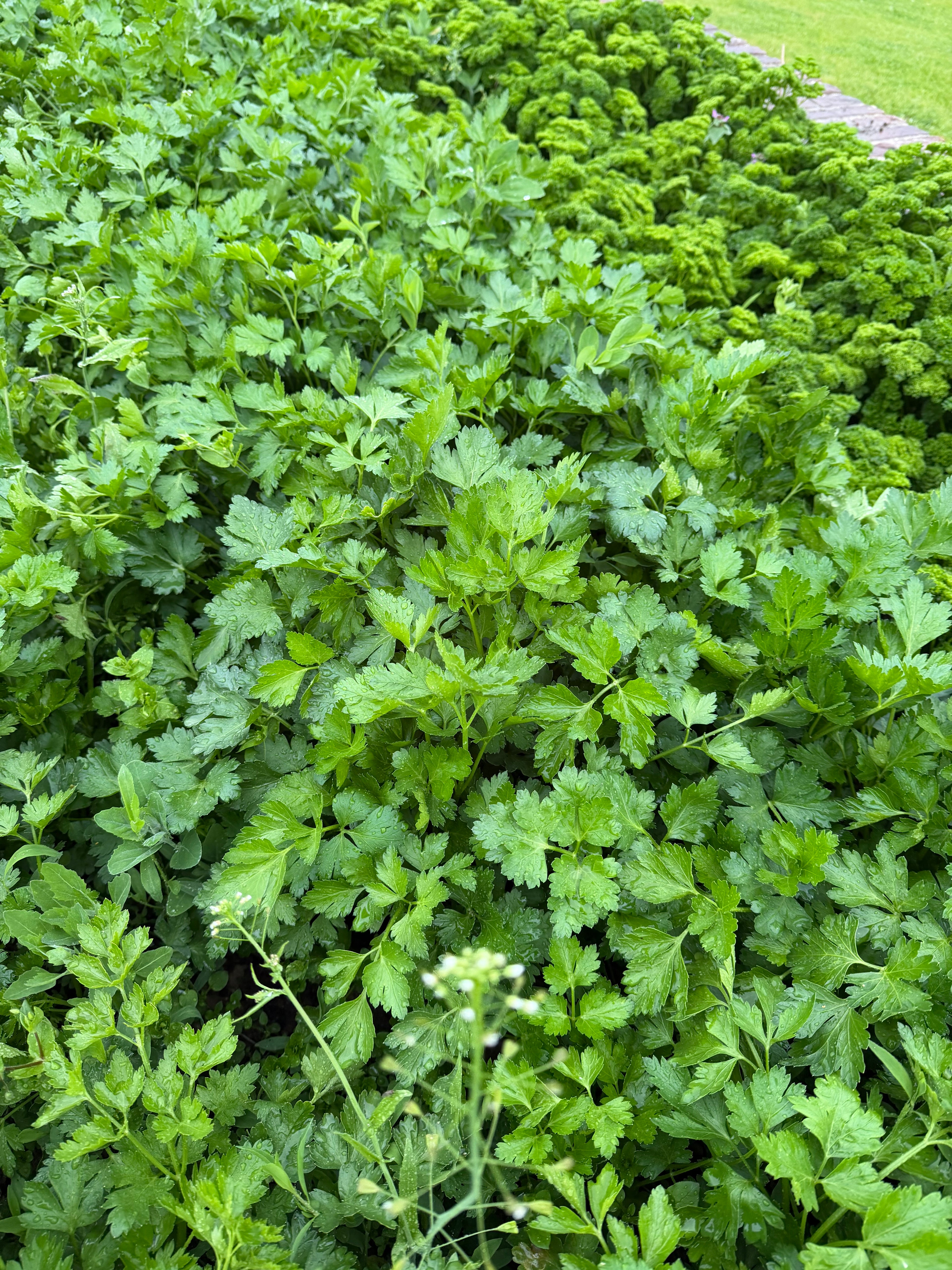 Flat-leaf parsley (Platte peterselie)