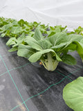 Pak choi.- (Paksoi)
