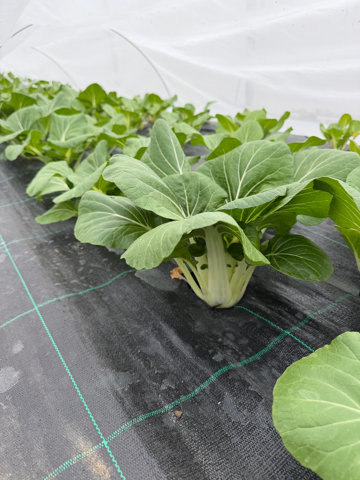 Pak choi.- (Paksoi)