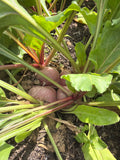 Chioggia beet (Chioggia biet)