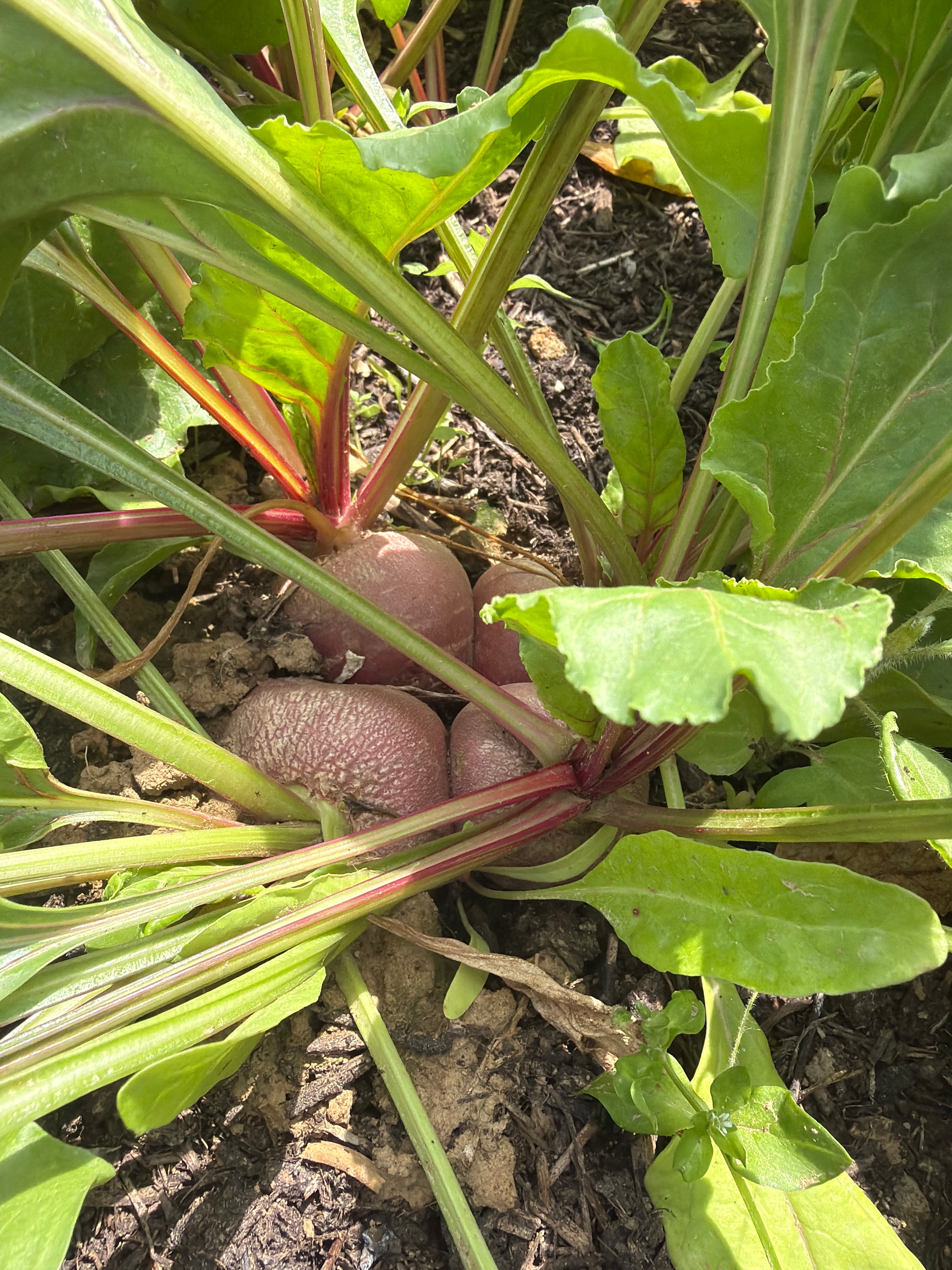 Chioggia beet (Chioggia biet)