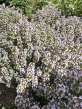 Thyme green/pink Faustini (tijm groen/roze