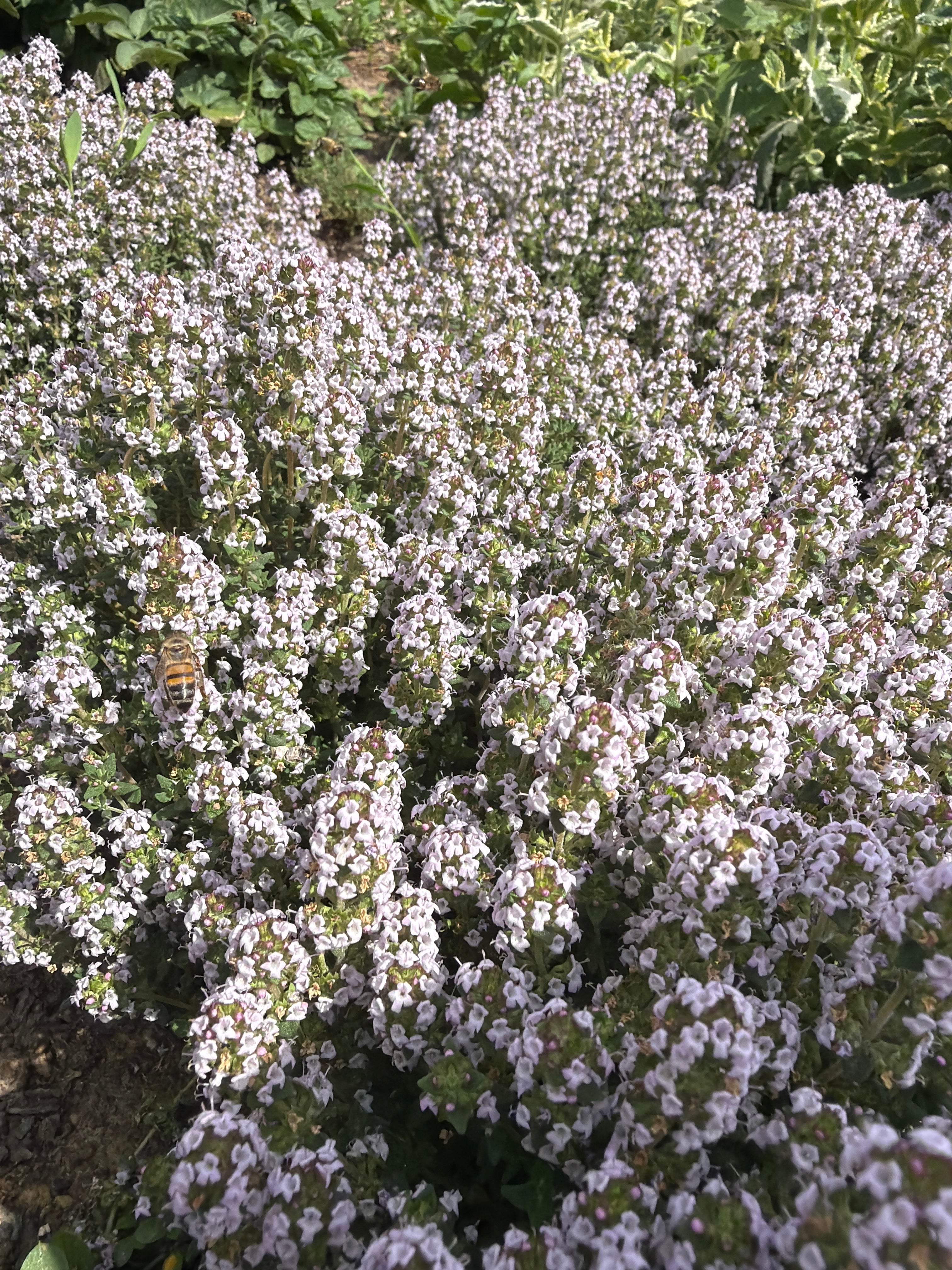 Thyme green/pink Faustini (tijm groen/roze
