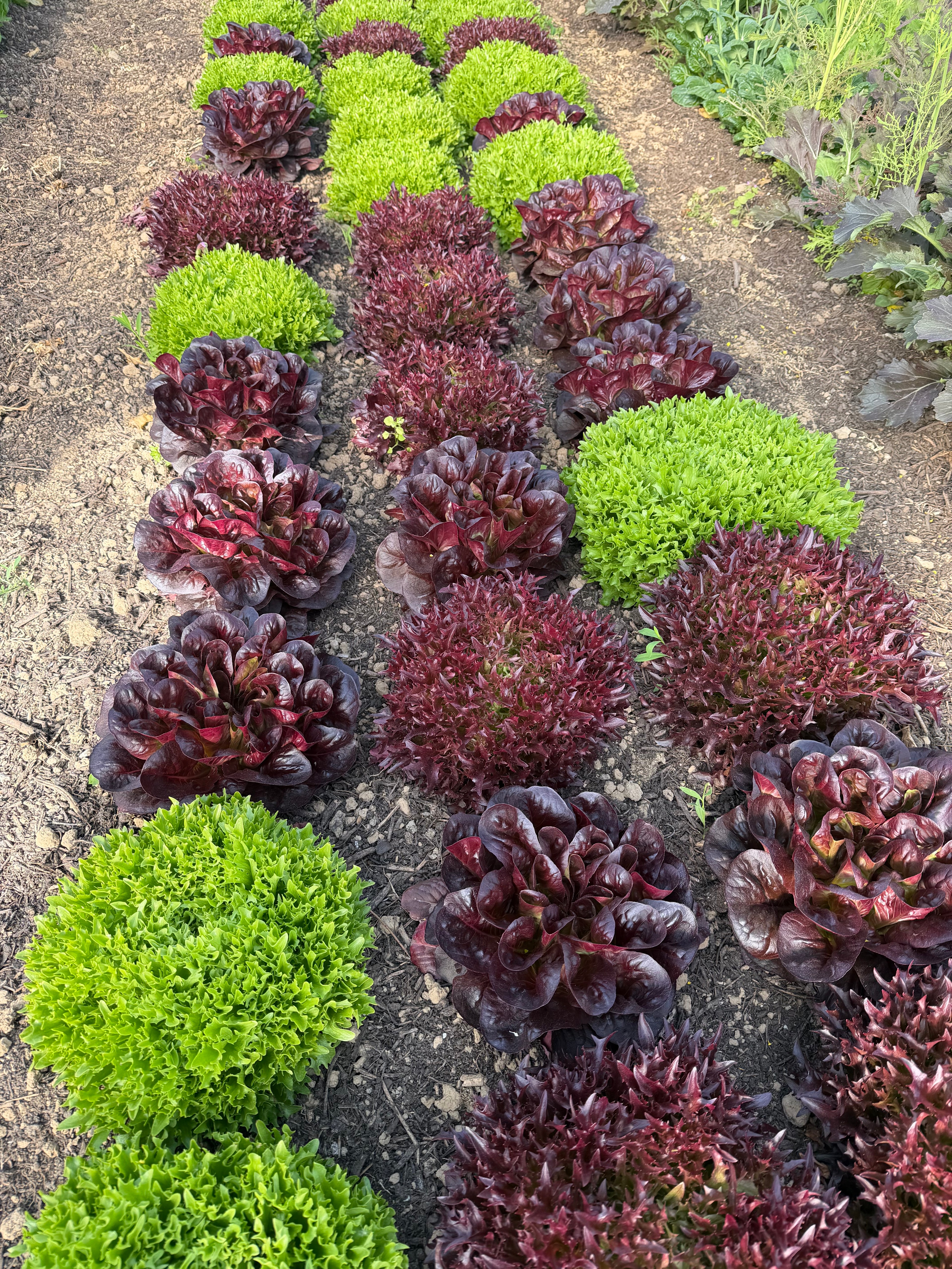 Multi-leaf Lettuce (Salanova slamix)