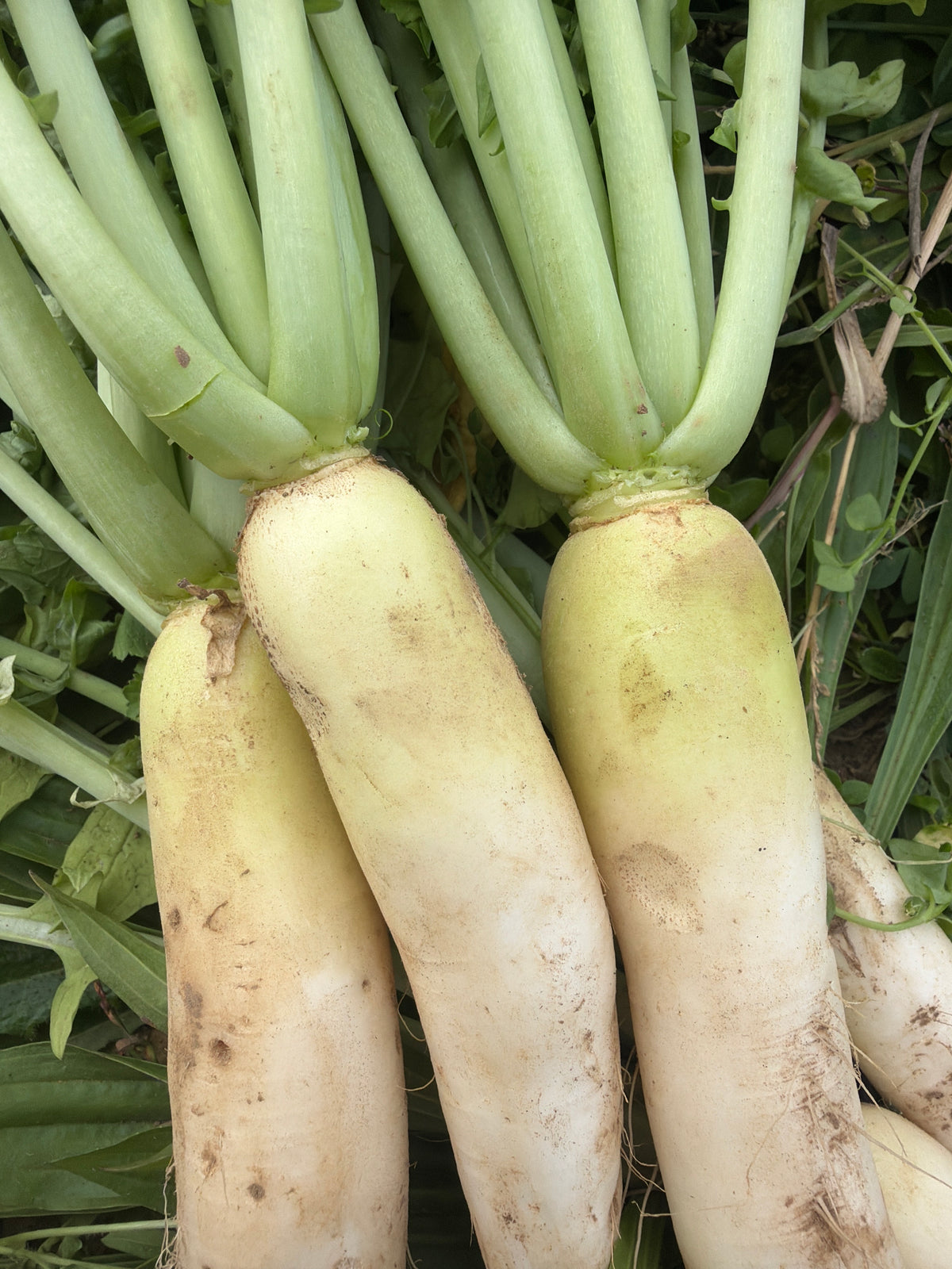 Green Lungo (daikon)Rammenas