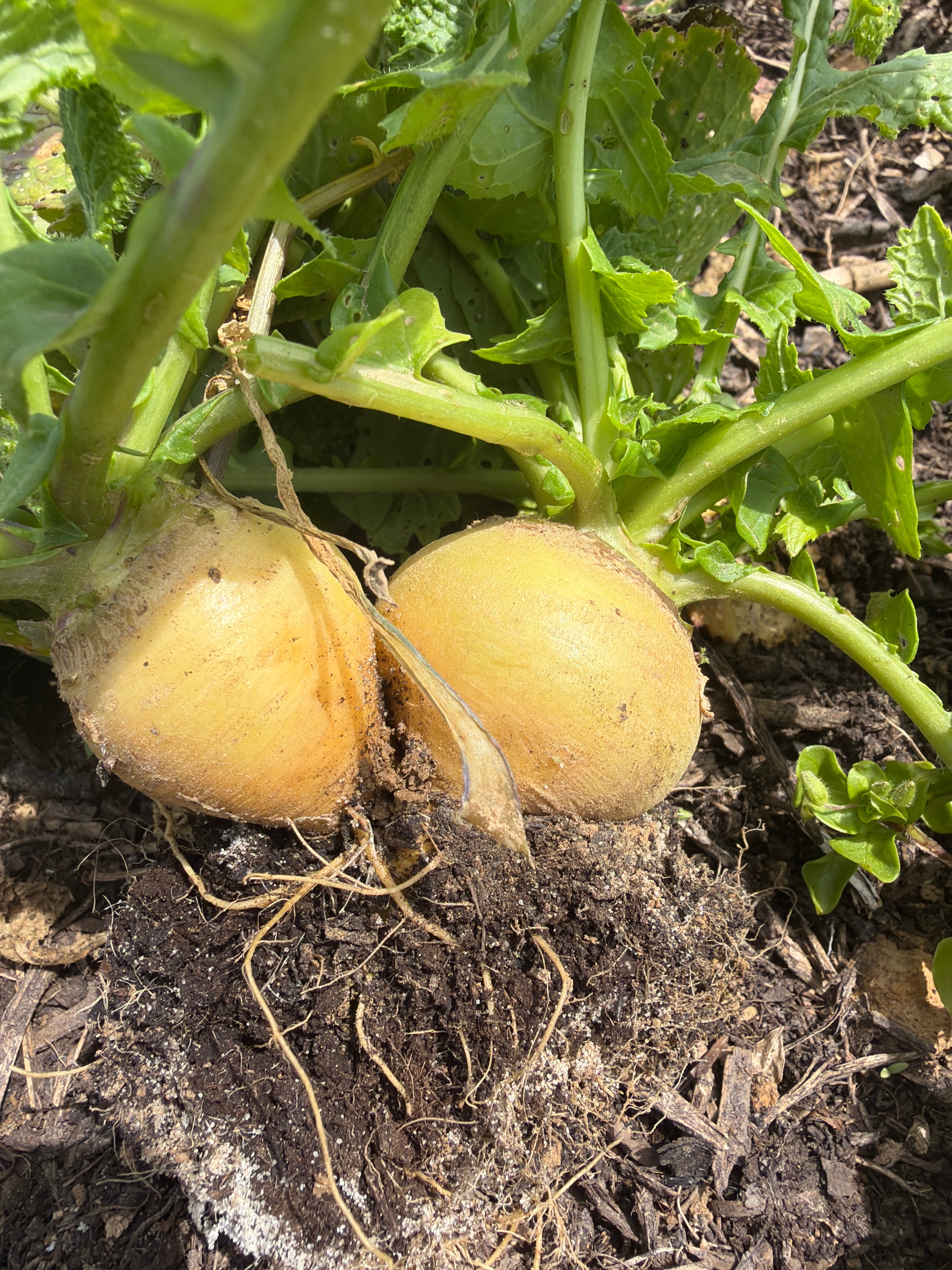 Baby Golden Ball turnips (gele raap golden ball)