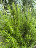 Rosemary (Rozemarijn)