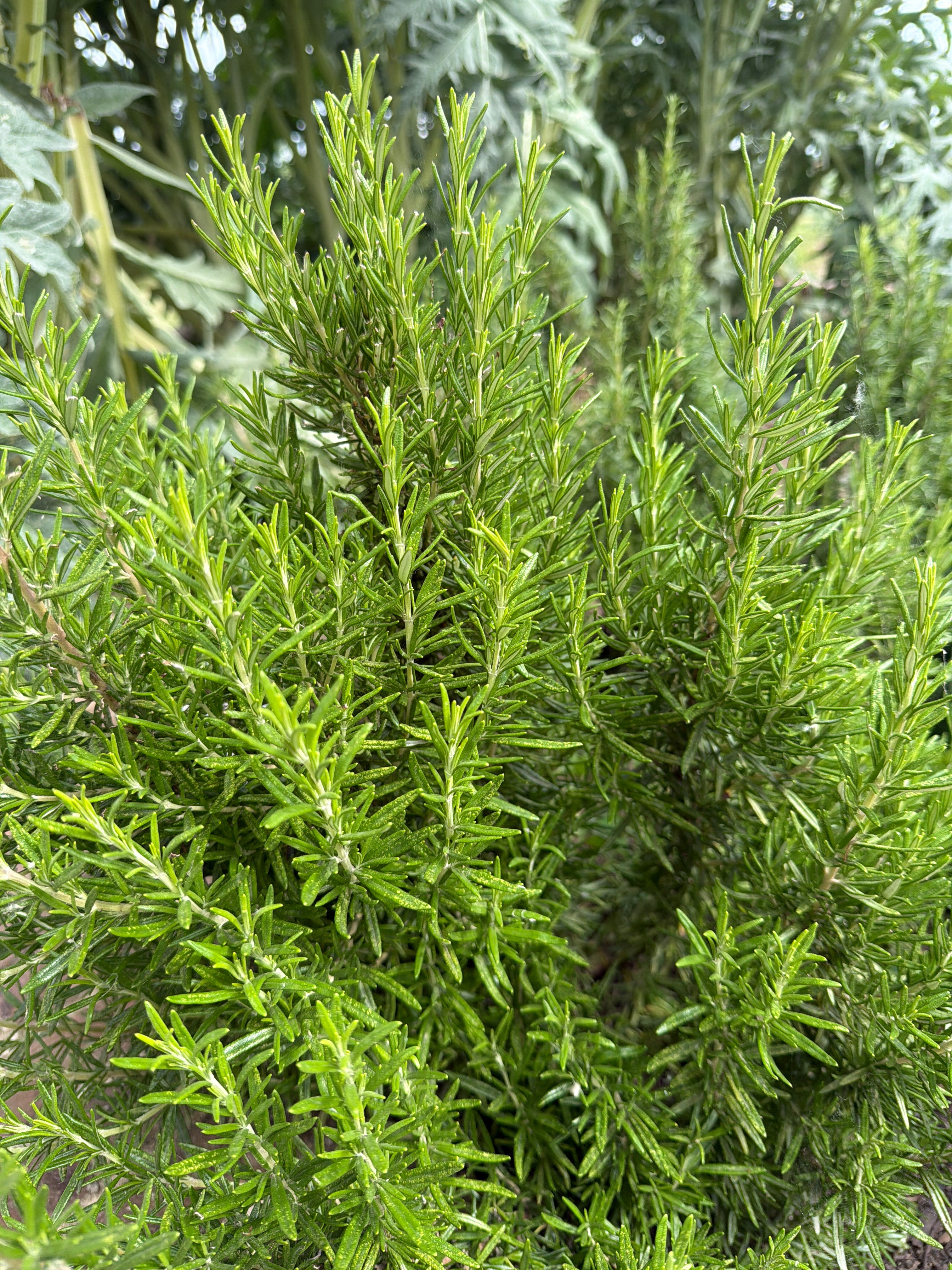 Rosemary (Rozemarijn)