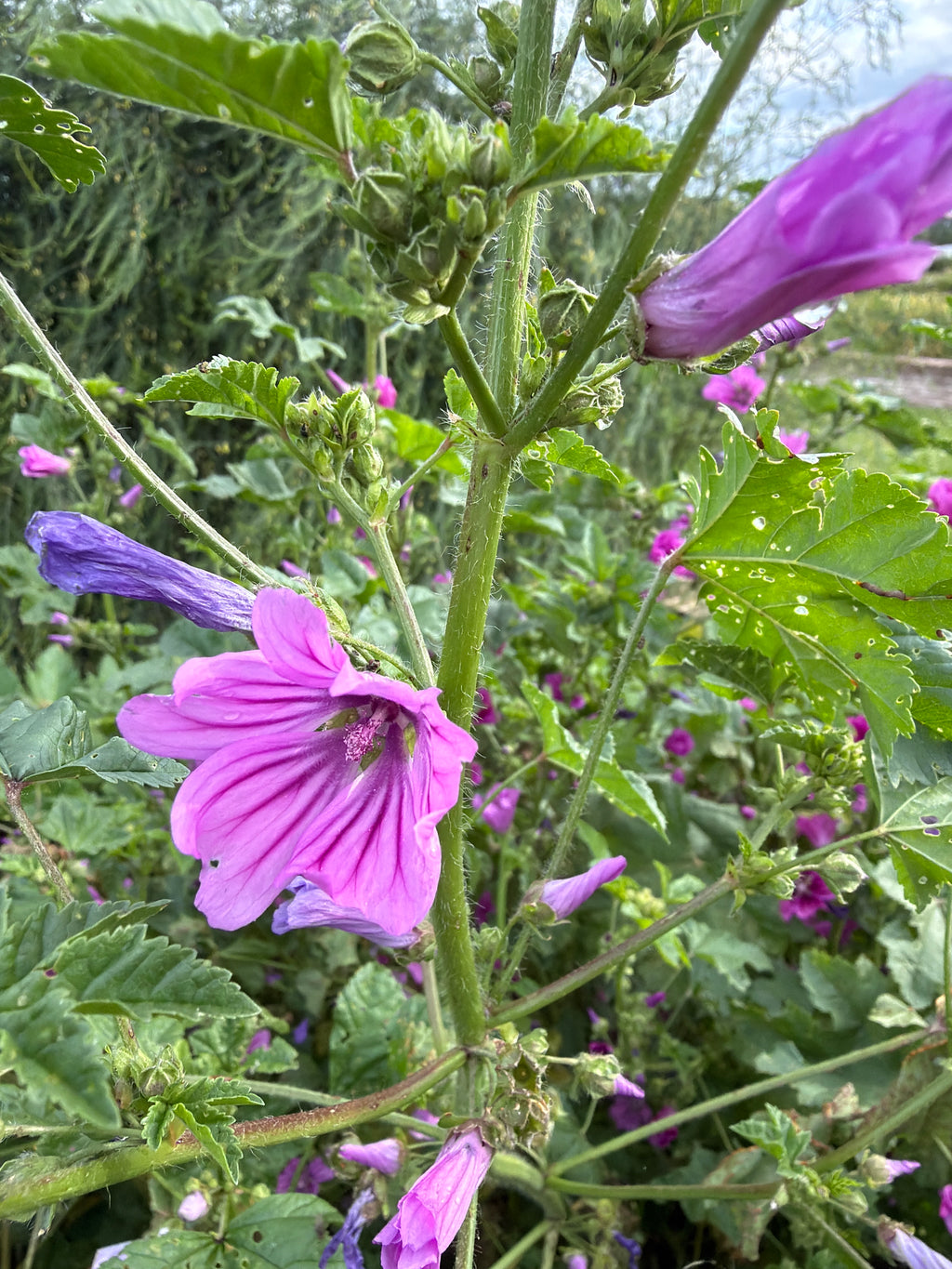Mallow flowers 
(Kaasjeskruid bloem)