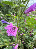Mallow flowers 
(Kaasjeskruid bloem)