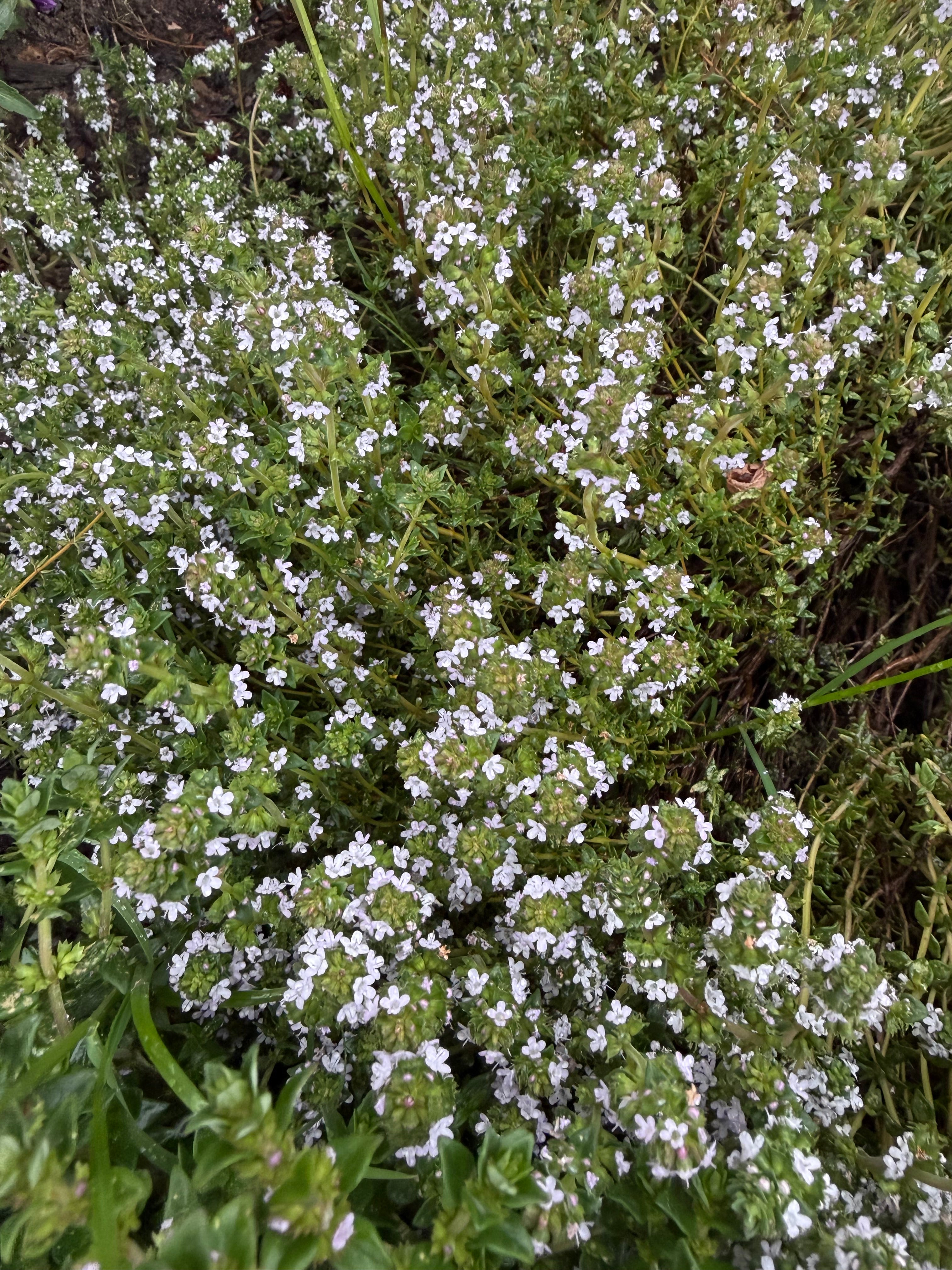 Thyme Flowering (Tijmtoppen in bloei)