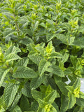 Moroccan Mint