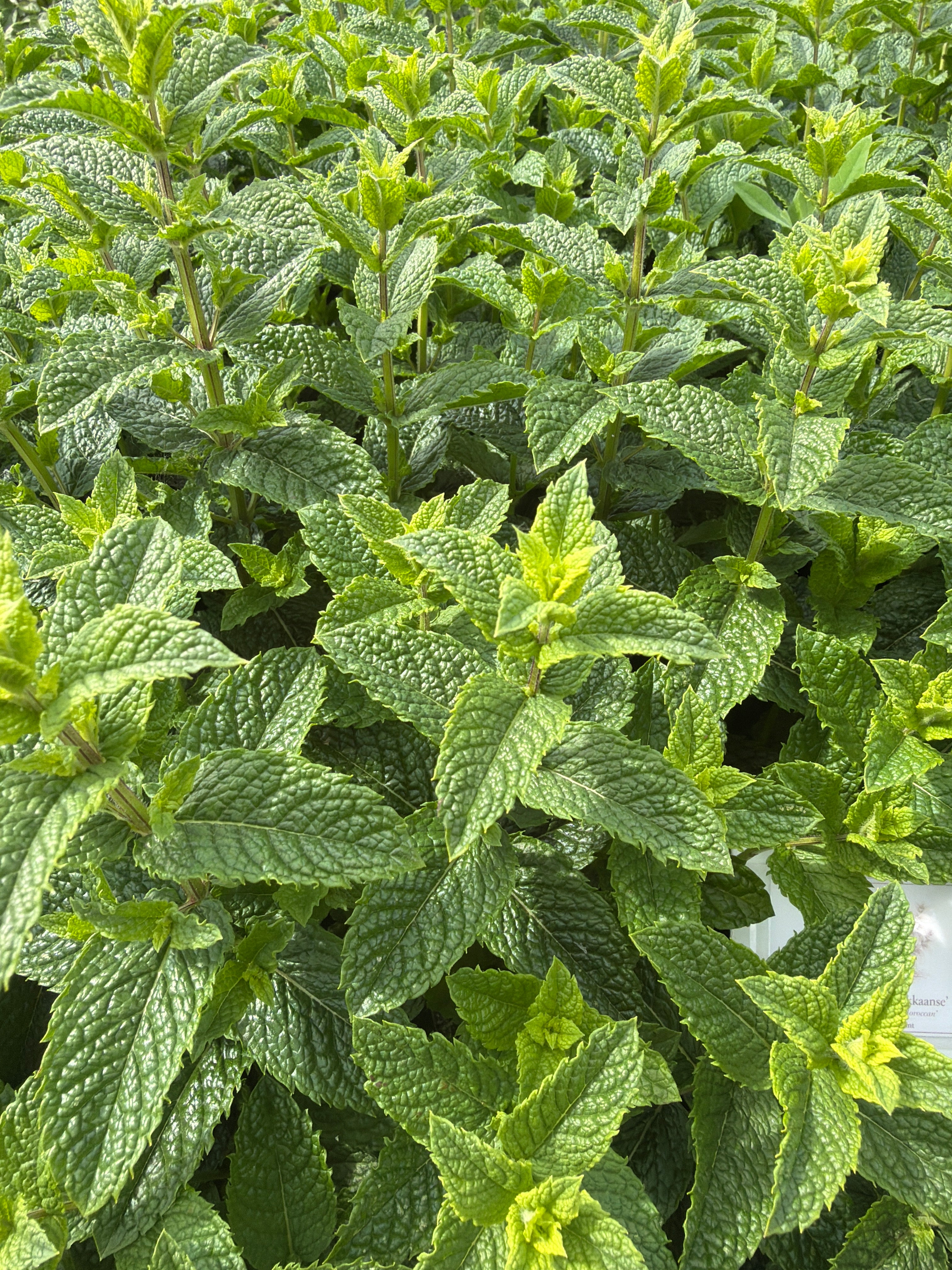 Moroccan Mint