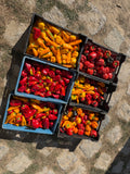 Paprika