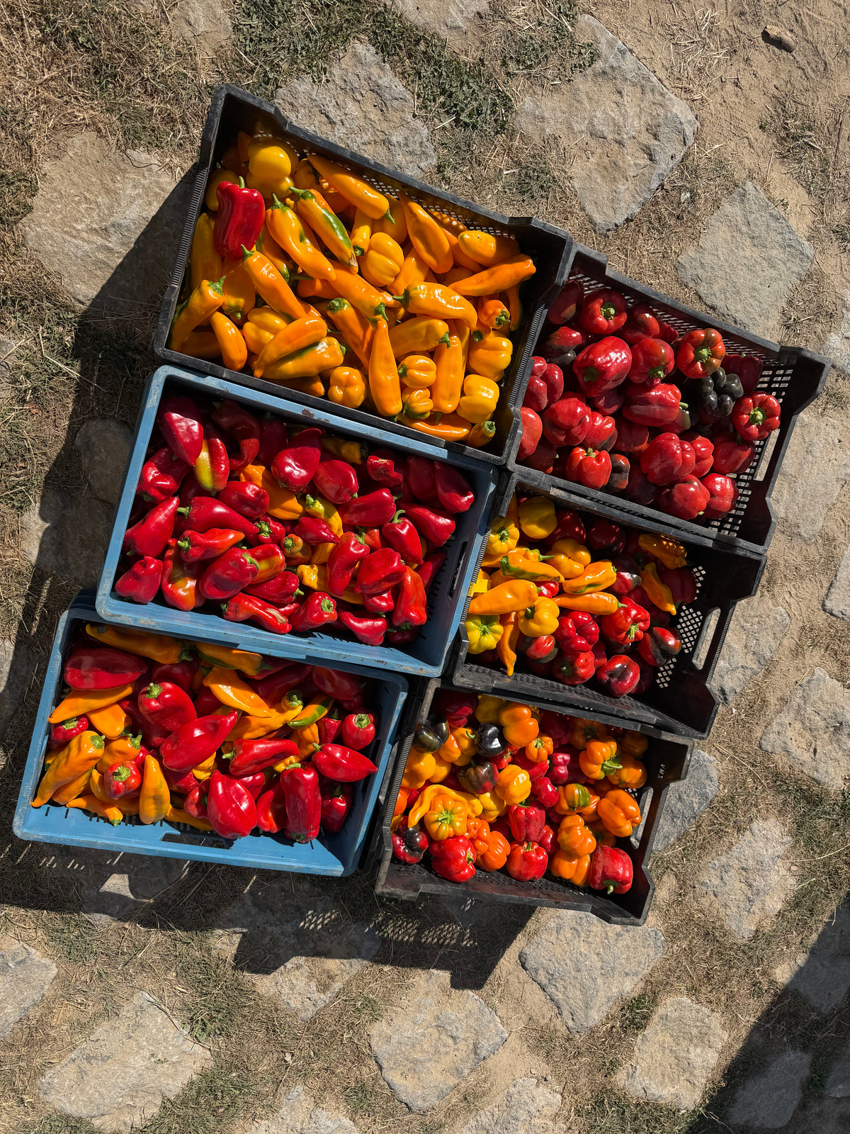 Paprika