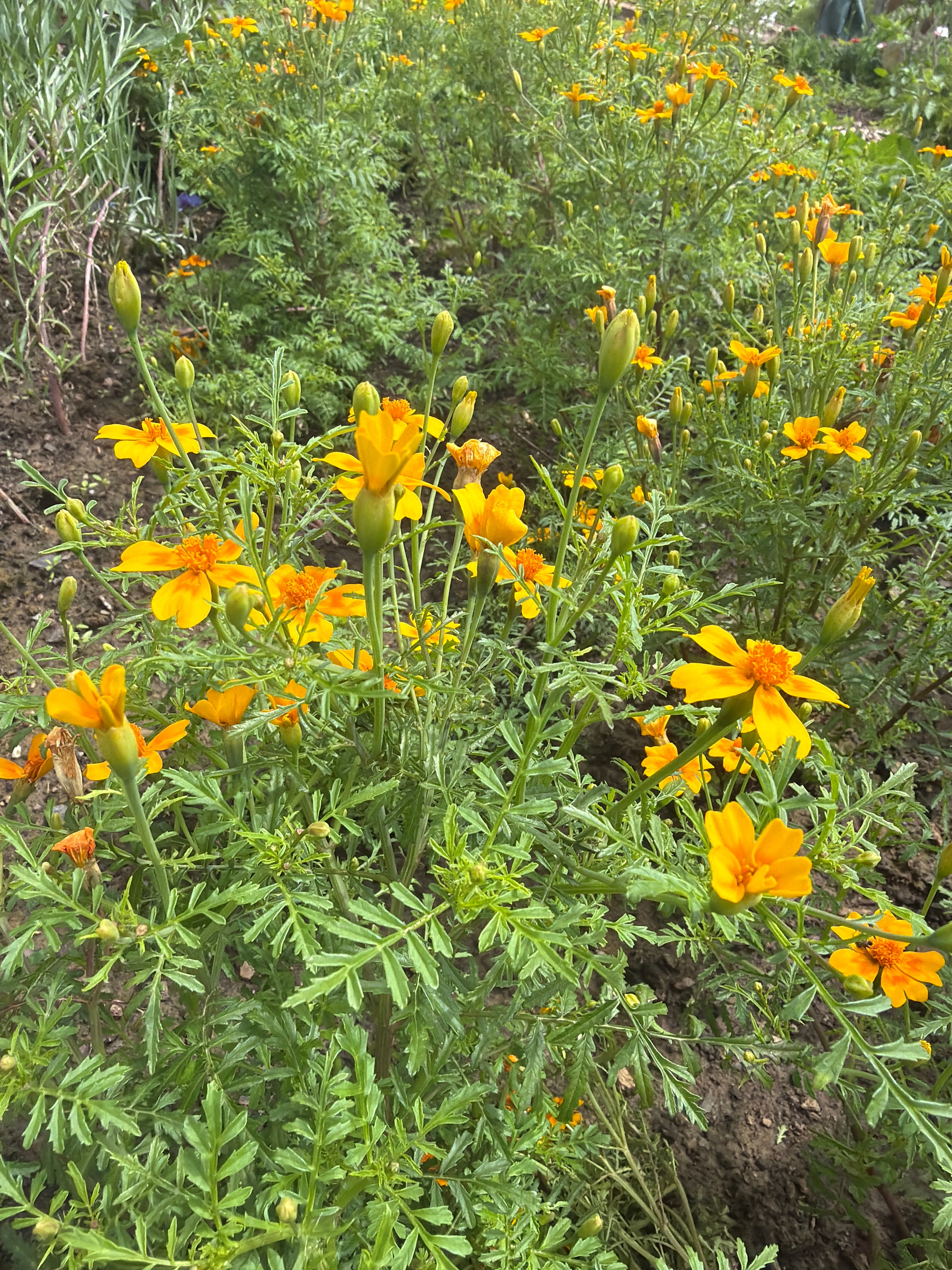 Tagetes tenuifolia ‘Orange Gem’ (Citrusafrikaantje ‘Orange gem’)