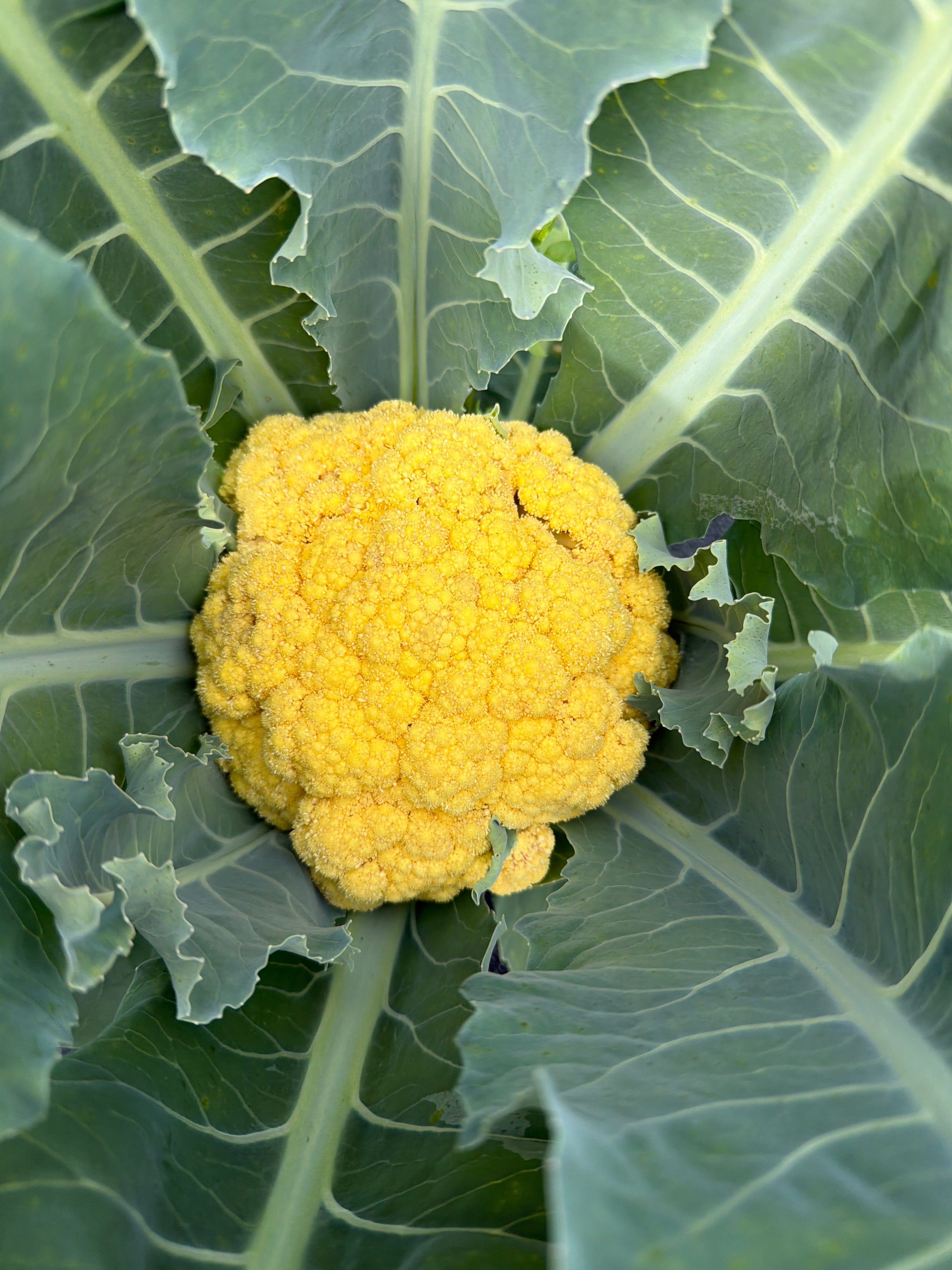 Orange cauliflower - (Oranje bloemkool)