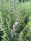 Hyssop pink