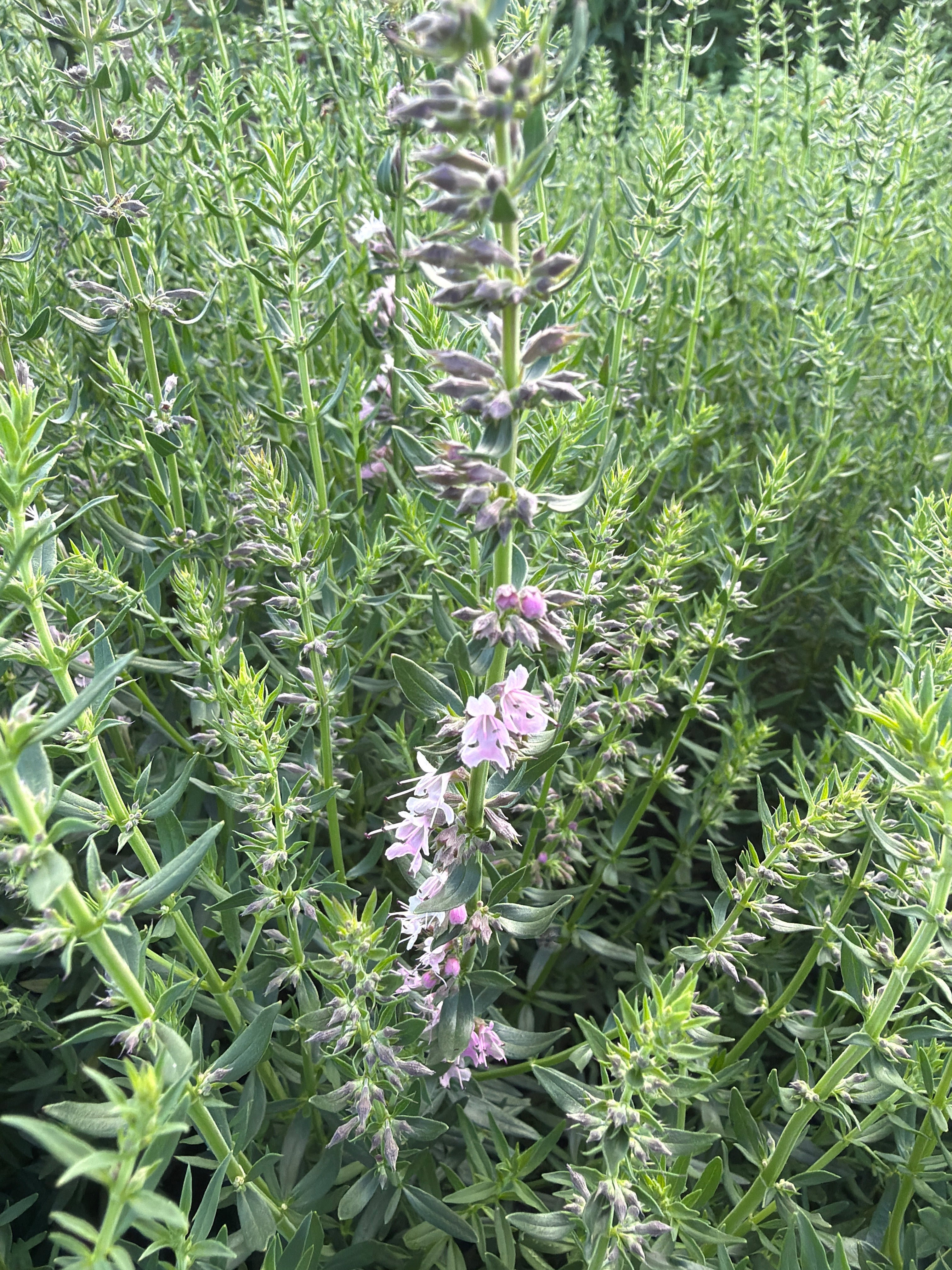 Hyssop pink