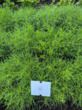 Olive Herb green (Olijfkruid)