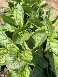 Sorrel (Zuring)
