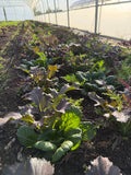 Asian salad mix