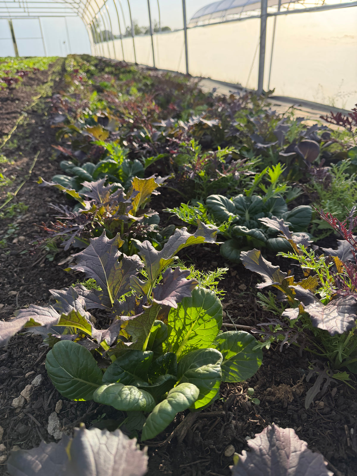 Asian salad mix