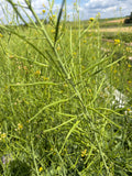 Brassica seed pods (Eetbare zaaddozen van kool)