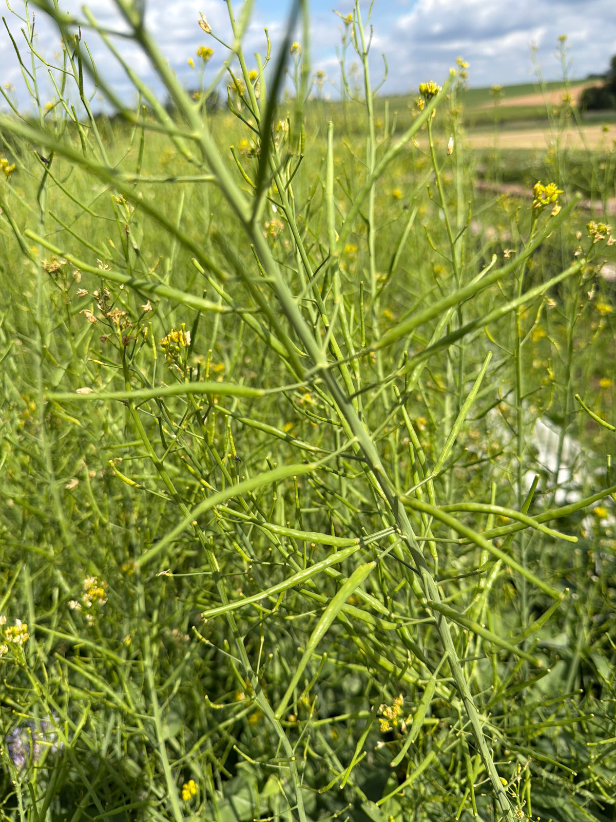Brassica seed pods (Eetbare zaaddozen van kool)