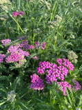 Pastel yarrow (Duizendblad pastel)