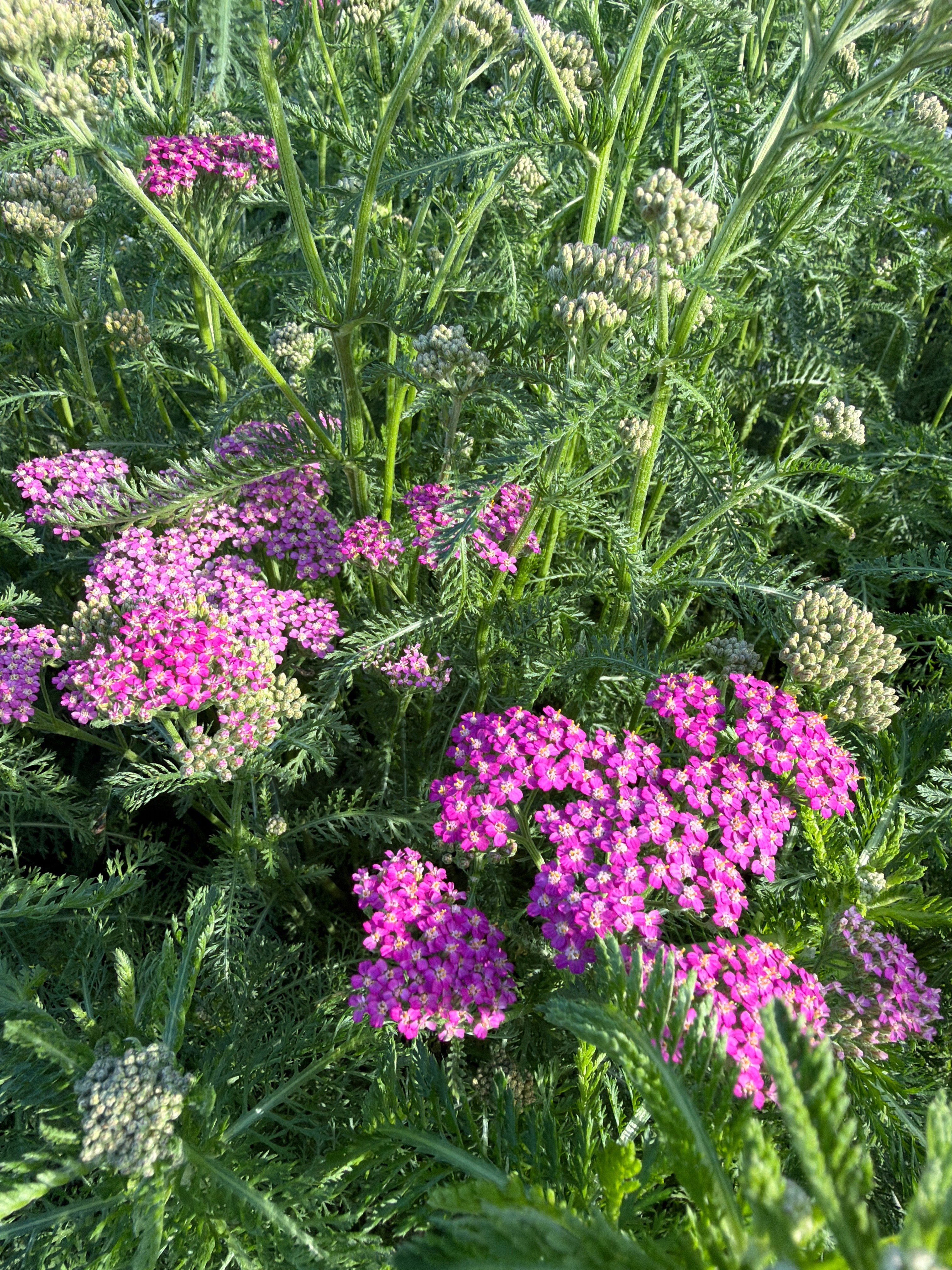 Pastel yarrow (Duizendblad pastel)