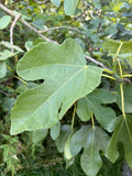 Fig leaves Vijgenblad (20stuks)