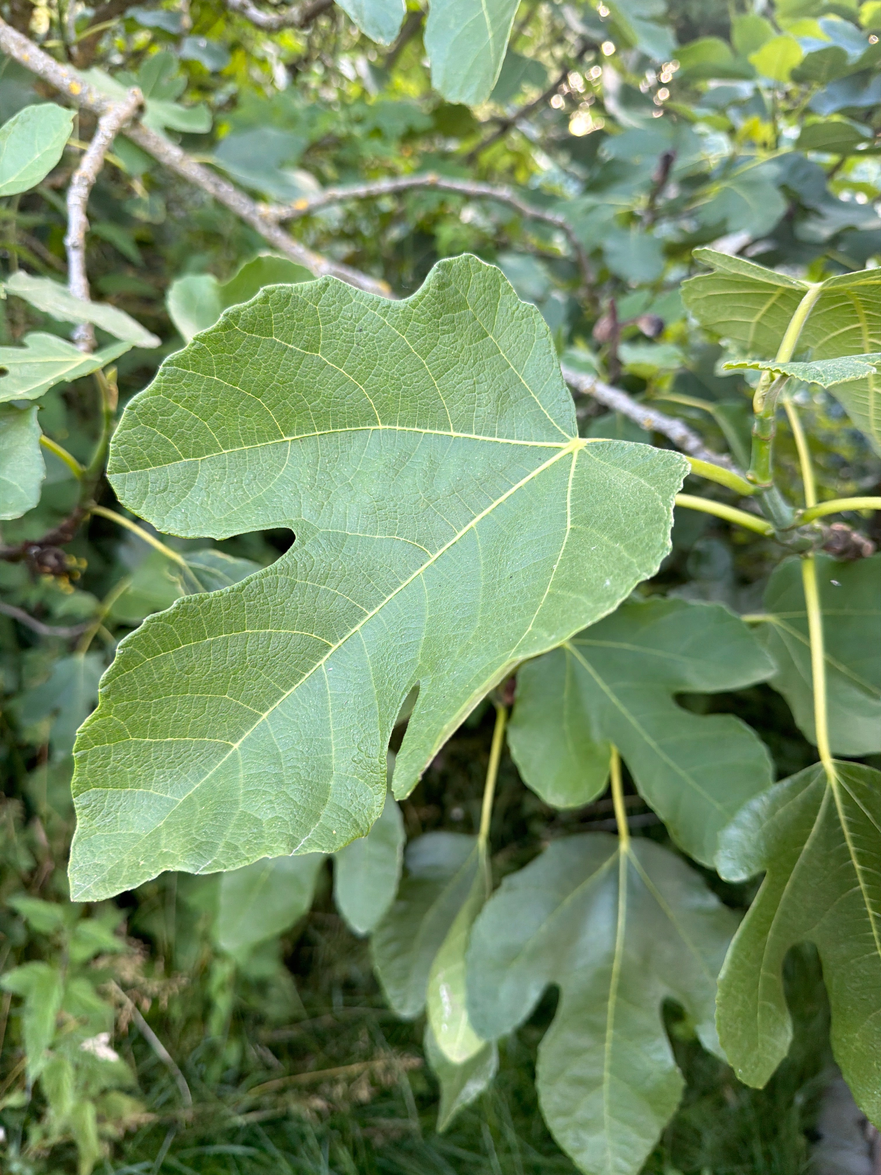 Fig leaves Vijgenblad (20stuks)