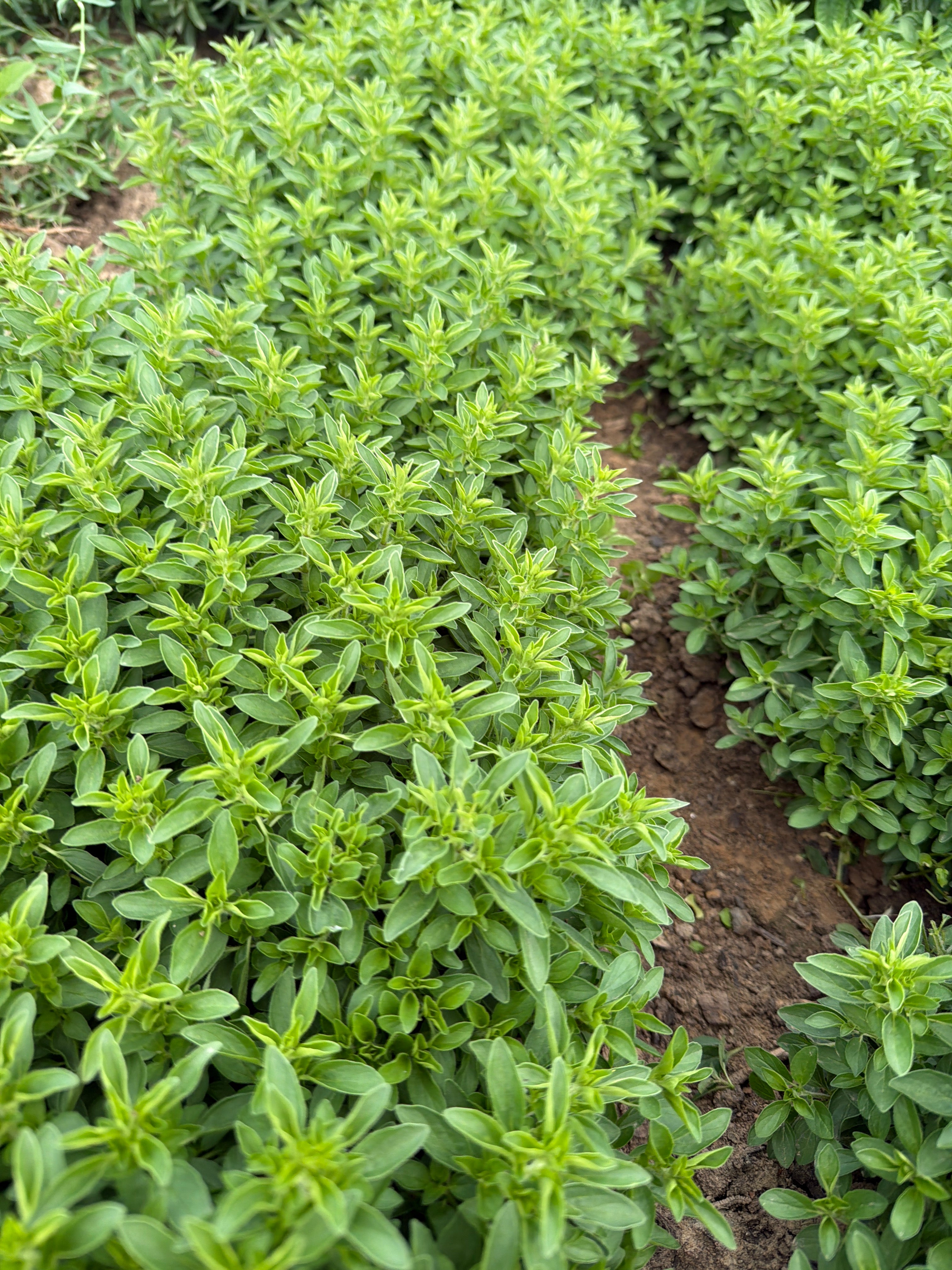 Compact Marjoram ( Marjolein compact)