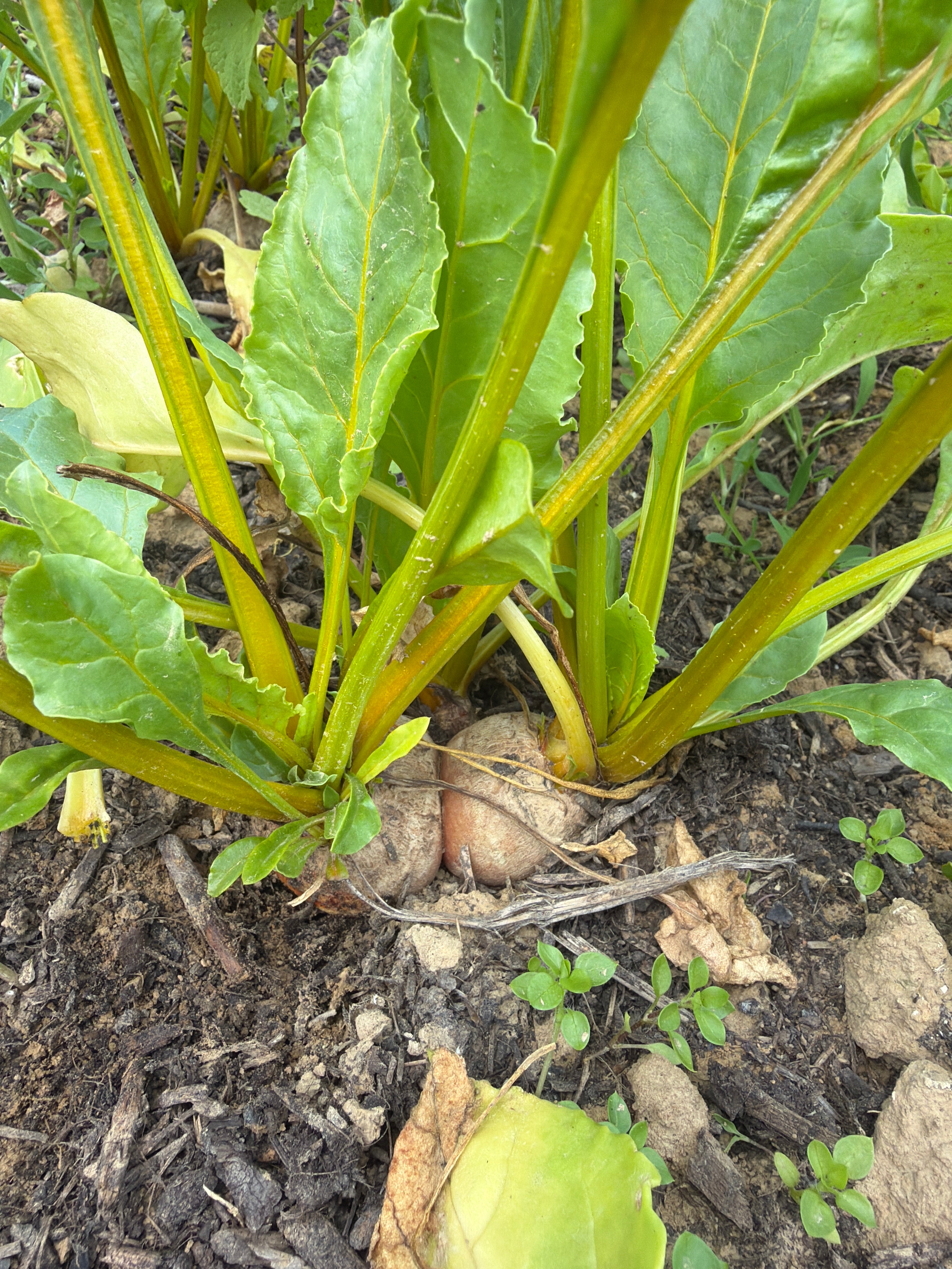 Golden beetroot
 (gele biet)