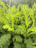 Curled Tansy (Boerenwormkruid Gekroesd)