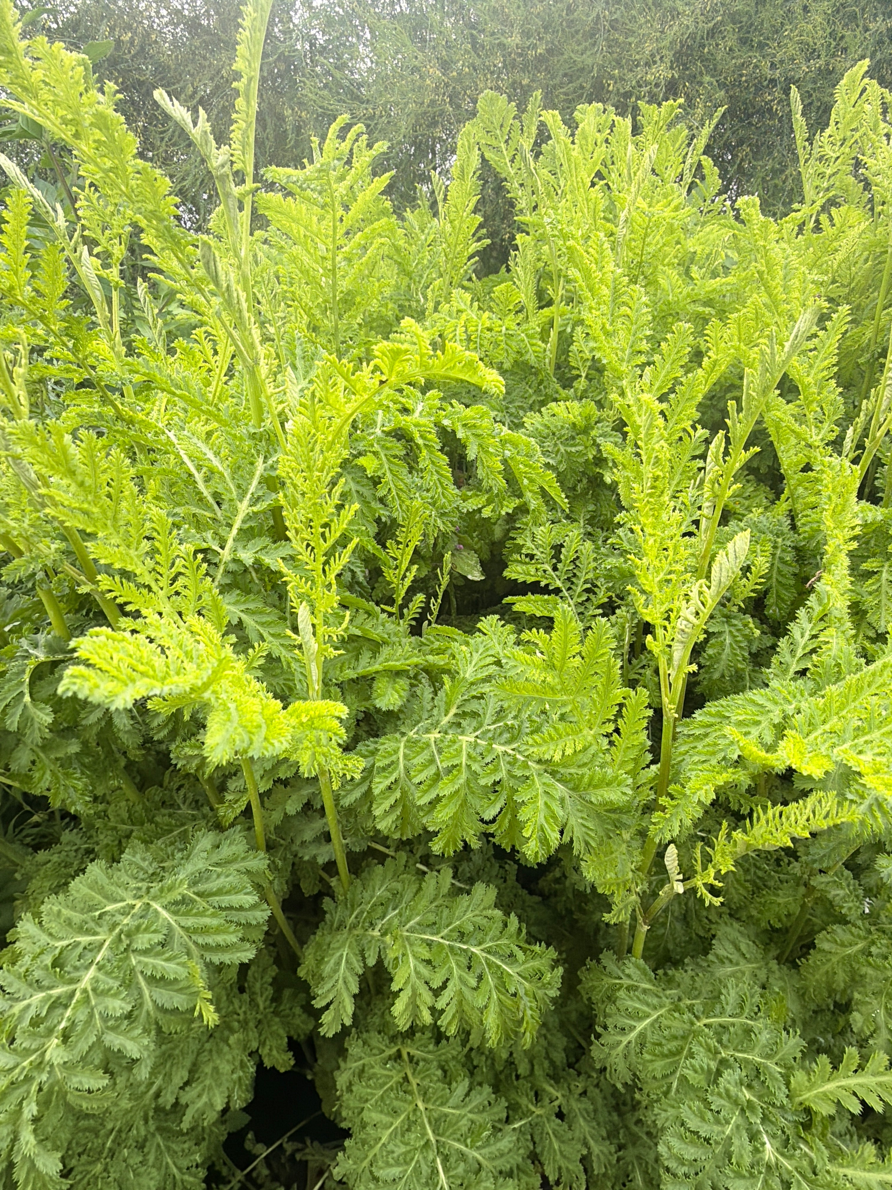 Curled Tansy (Boerenwormkruid Gekroesd)