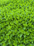 Green Mint (Groene munt)